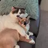 oliver and otis - @otis_and_oliverr - TikTok
