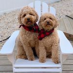 Oliver🐾 and Otis🐾 - @oliver_and_otis_thedoodles - Instagram