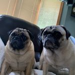 Oliver, Otis - @oliver_and_otis_the_pugs - Instagram