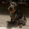 Oliver Otis 🐶🐾 - @oliverotis28 - TikTok