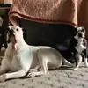 oliverotis7 - @oliverotis7 - TikTok
