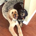 Otis & Oliver - @irishdoods - Instagram