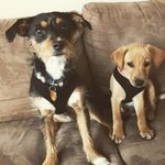 OTIS & OLIVER - @otie_and_ollie - Instagram