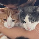 Otis & Oliver - @these_catsoo - Instagram
