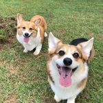 Otis & Oliver - @cltcorgis - Instagram