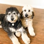 Otis & Oliver - @otisandoliver_doods - Instagram