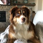 OTIS & OLIVER 🐾 - @our.aussies - Instagram