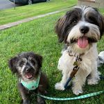 Otis & Oliver 🐾 - @otis.furbaby - Instagram