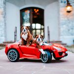 Otis & Oliver Helfer - @otisnoliver - Instagram