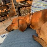 Otis and Oliver - @otisandoliversausage - Instagram