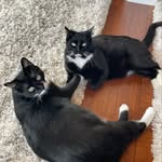 Otis and Oliver - @otisandolivertuxedobrothers - Instagram