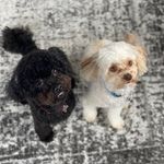 Otis and Oliver - @otis_and_olivernyc - Instagram