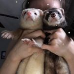 Otis and Oliver - @otis_and_oliver_adventures - Instagram