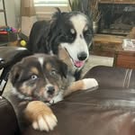 Otis n Oliver - @odes_n_ollie_awesishephards - Instagram