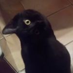 Otis Oliver - @r8vilo_si7o - Instagram