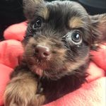 Otis, Oliver, & Pip - @beyond_brother - Instagram