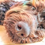Otis Oliver O’Malley - @otisothedoodle - Instagram