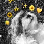 Otis - @otis.oliver.kin - Instagram