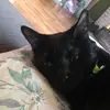 Otis💜🕊 - @otis_and_oliver_the_cats - TikTok