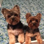 Otis&Oliver - @otisoliver9 - Instagram