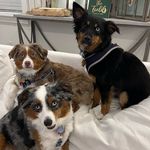 Winston, Archie & Otis Oliver - @winston_archie_otis - Instagram