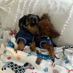 Milo & Otis Owens 🐾 - @milo_and_otis_owens - Instagram