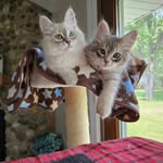 Owen and Otis - Siberian Forest Cats Extraordinare - @owen.and.otis - Instagram