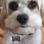 Adventures of Otis+Riley+Penny - @otisandriley_andpennytoo - Instagram