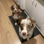 Otis & Penny - @the.adventuresofotisandpenny - Instagram