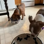 Otis And Penny - @otisandpennypersons - Instagram