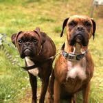 Otis and Penny Racioppo - @thelifeofotisandpenny - Instagram