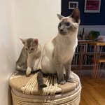 Otis and the Penny cat - @otisandthepennycat - Instagram