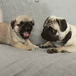Penny & Otis - @pugs.named.penny.and.otis - Instagram