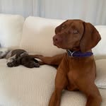 Penny & Otis 💜💙 - @_penny_and_otis_ - Instagram