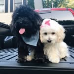 🐶Penny Lane & Otis Redding🐶 - @pennyandotis_ - Instagram