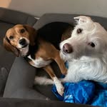 Penny, Otis and our family - @penny_and_otis_furever_friends - Instagram