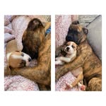 The life of Otis & Penny 🐾📸 - @otisandpenny_ - Instagram