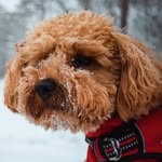 Otis Richmond - @occasional.otis - Instagram