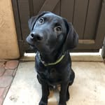 Otis Richmond - @otistheblack_lab - Instagram