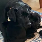 @otis_n_riggs - Instagram