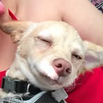 Otis Rivera - @otis_potus - Instagram