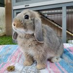 Miss Otis Rose Alexander - @otisrosethebunny - Instagram