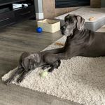 Otis And Rose - @oandrodanelife - Instagram