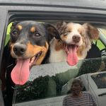@otto_and_otisrose - Instagram