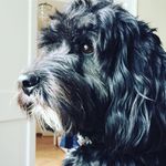 Paddy Otis Rose 🐶 - @paddyrosethecockapoo - Instagram