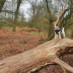 🐾 O T I S 🐾 - @otis.jack.russell - Instagram