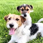 Hobbe & Otis Jack Russell - @hobbeandson - Instagram