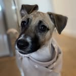 Otis - @otis_jack_russell - Instagram