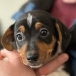 Otis - @otis_the_jack_russell_terrier - Instagram