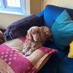 Otis Russell - @otisshowcocker - Instagram